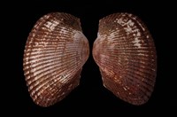 藏品(大毛蚶)的圖片